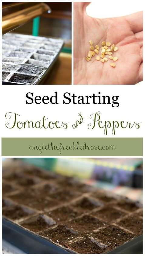 comece a semear as sementes