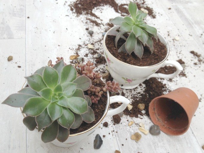 don t ditch your broken teacups til you see what people do with them, Use extra cups as mini succulent planters
