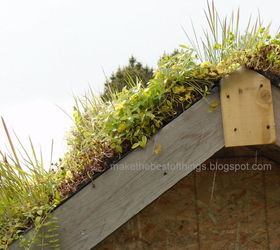 a living roof for our garden shed made from wedding doors, gardening, outdoor living, roofing