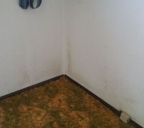 i need help finding source of and removing mold from walls, This is just one wall in one room The mold is in every corner and some along the wall as well as hall walls and other bedroom walls