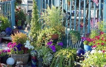 I want to grow wave petunias in planter boxes. How many for each box?