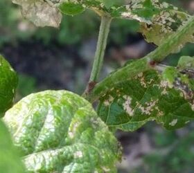 q insect problem , gardening, gardening pests, pest control, Grape vine 2