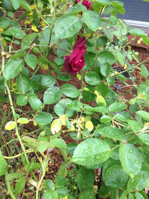 q yellow leaves on my roses, flowers, gardening, plant care, plant id, Leaves starting to fall off