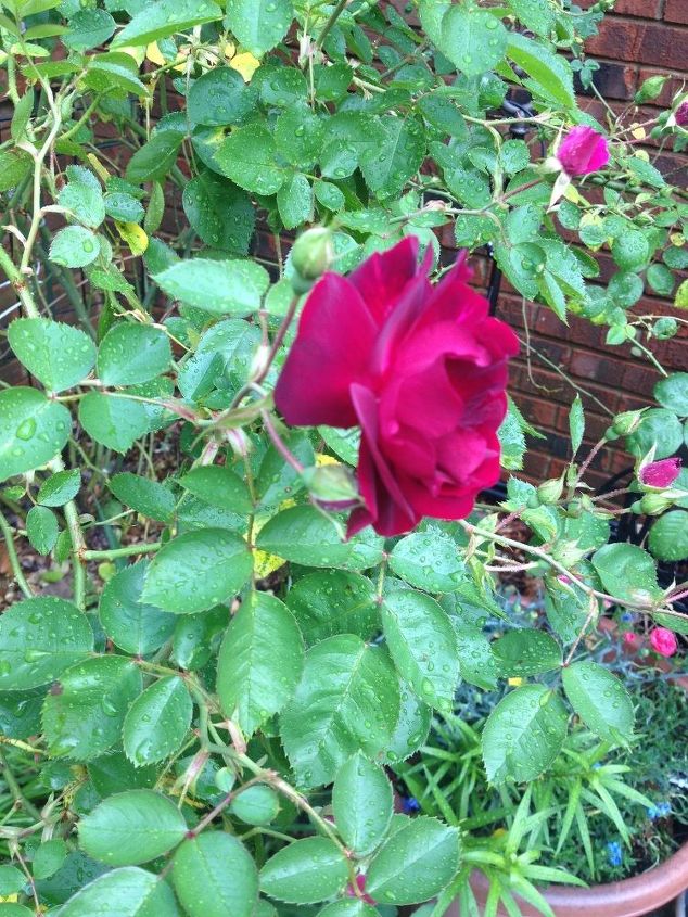 hojas amarillas en mis rosas, Qu tipo de rosa es esta