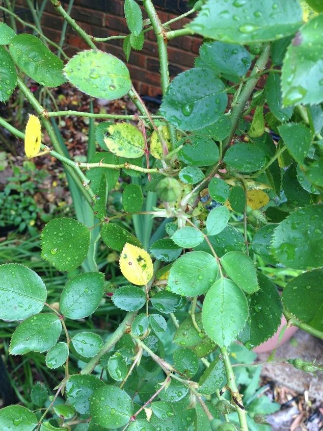 hojas amarillas en mis rosas, Por qu mis hojas son amarillas