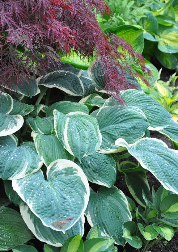 s 11 stunning flowers that thrive in shade, gardening, Plant a lush Hosta garden