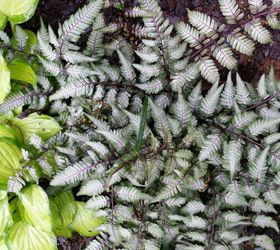 s 11 stunning flowers that thrive in shade, gardening, Add soft color with a Japanese Fern