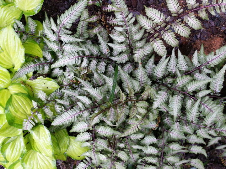 s 11 stunning flowers that thrive in shade, gardening, Add soft color with a Japanese Fern
