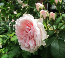 s 11 stunning flowers that thrive in shade, gardening, Plant hardy Cinderella Fairy Tale Roses