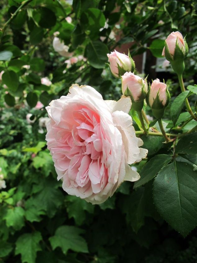 11 impresionantes flores que crecen en la sombra, Plante rosas resistentes tipo cuento de hadas