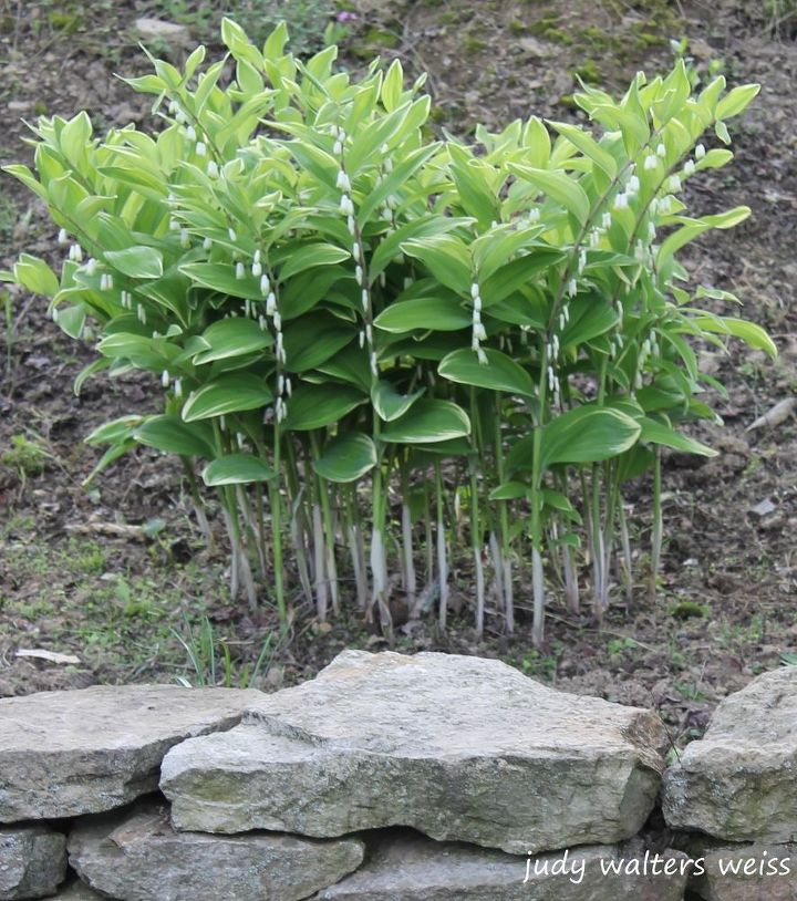 s 11 stunning flowers that thrive in shade, gardening, Set down some elegant Solomon s Seal plants