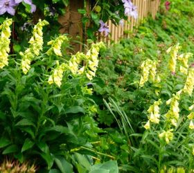 s 11 stunning flowers that thrive in shade, gardening, Brighten shady spots with Yellow Foxgloves