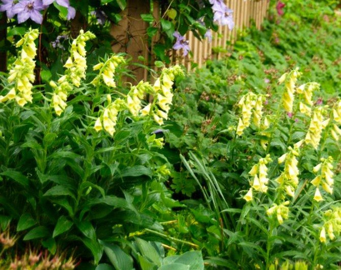 s 11 stunning flowers that thrive in shade, gardening, Brighten shady spots with Yellow Foxgloves