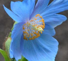 s 11 stunning flowers that thrive in shade, gardening, Add a few bright Blue Asiatic Poppies