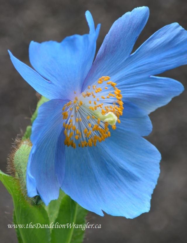 11 impresionantes flores que crecen en la sombra, A ade unas cuantas amapolas asi ticas de color azul brillante