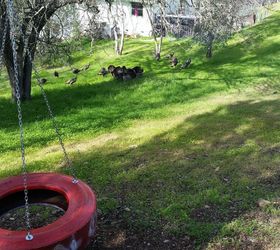 above ground 2016, gardening, outdoor living, Daily turkey gang in background