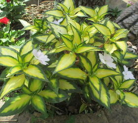 q plant id needed , gardening, plant id, Unknown plant