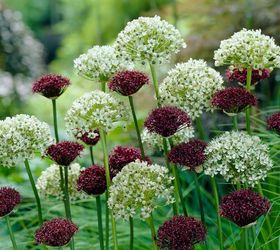 A Beginner's Guide To Alliums