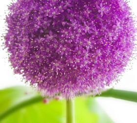 a beginner s guide to alliums, flowers, gardening, how to, Purple Sensation