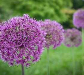 a beginner s guide to alliums, flowers, gardening, how to, Globemaster alliums