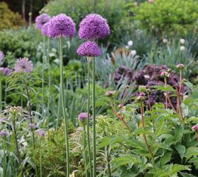 a beginner s guide to alliums, flowers, gardening, how to, His Excellency alliums