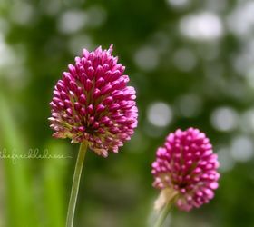 a beginner s guide to alliums, flowers, gardening, how to, Drumstick alliums