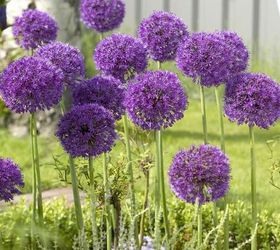 a beginner s guide to alliums, flowers, gardening, how to