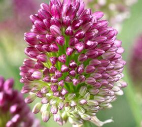 a beginner s guide to alliums, flowers, gardening, how to