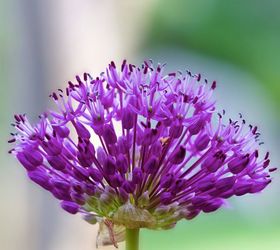 a beginner s guide to alliums, flowers, gardening, how to, Beginning to bloom
