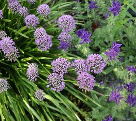 a beginner s guide to alliums, flowers, gardening, how to, Summer Beauty alliums
