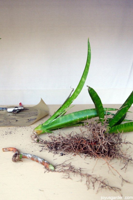 3 formas de propagar las sansevierias tambin conocidas como plantas serpiente