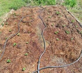 strawberries and mending water hoses, gardening, plumbing