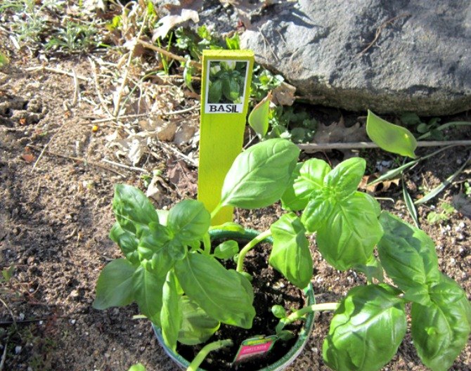 s 12 adorable plant markers from your junk drawer, gardening, repurposing upcycling, Pull out a few wandering wood shims