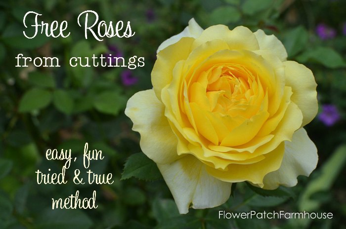 super easy rooting of roses from cuttings, flowers, gardening, how to