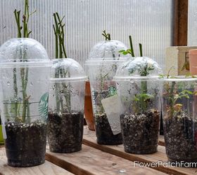 Super Easy Rooting of Roses From Cuttings