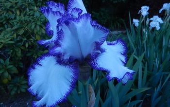 Favorite Iris in My Garden