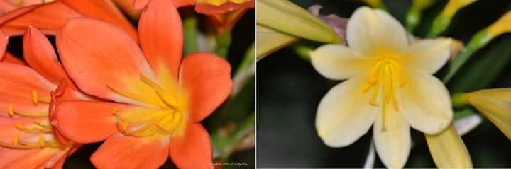 junte se a mim em um passeio por um jardim sul africano, As raras flores laranja e amarelas de clivia