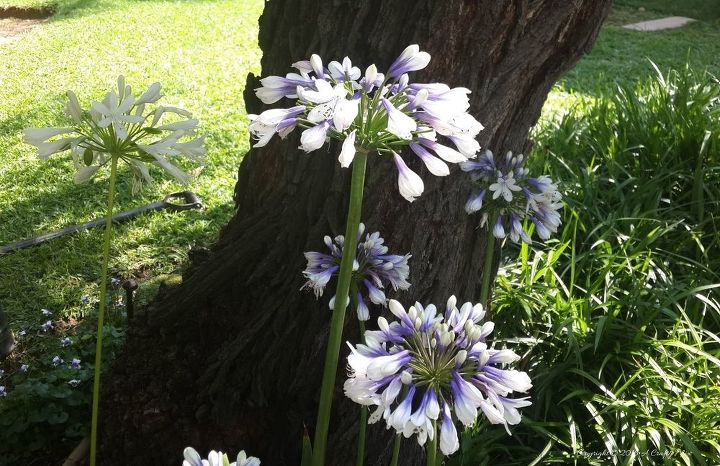 please join me on a tour through a south african garden, flowers, gardening, outdoor living, Mixed purple and white Agapanthus