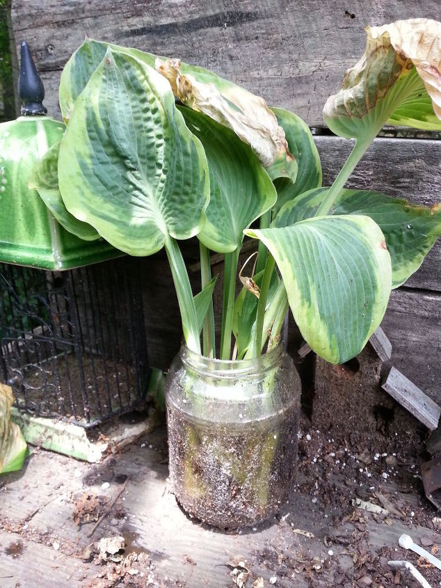 s 11 gardening hacks using empty glass jars, gardening, repurposing upcycling, Save a drooping Hosta or other plant