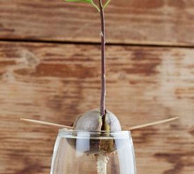 s 11 gardening hacks using empty glass jars, gardening, repurposing upcycling, Regrow your avocado pits into new plants
