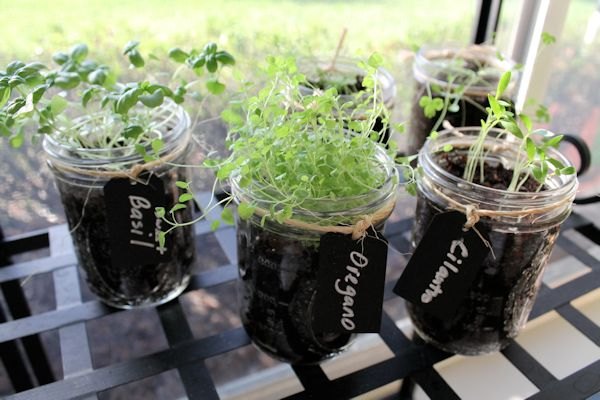 11 trucos de jardinera con tarros de cristal vacos, Coloca un jard n de hierbas entero en el alf izar de tu ventana