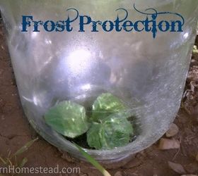 s 11 gardening hacks using empty glass jars, gardening, repurposing upcycling, Protect your budding garden from frost wind