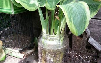 11 Gardening Hacks Using Empty Glass Jars