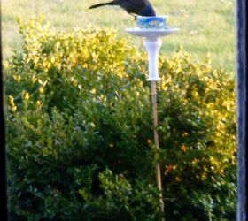 teacup bird feeder gifts , animals, crafts, gardening, outdoor living, pets animals, repurposing upcycling, Birds love them