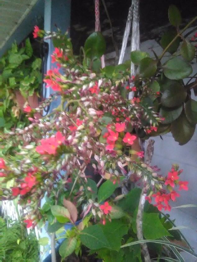 q plant problem s kalenchloe, flowers, gardening, plant care, Can anyone give me help with powder mildew