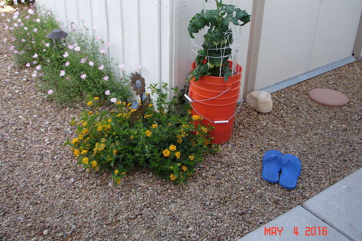 how can i decorate these bucket planters, Tomato plant growing in SIP self watering buckets from Home Depot
