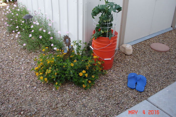 how can i decorate these bucket planters, Tomato plant growing in SIP self watering buckets from Home Depot