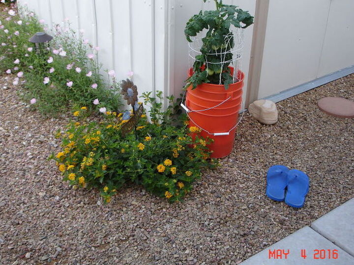 q sips self watering planters using buckets covers to hide hd logo, container gardening, crafts, gardening, Tomato plant growing in SIP self watering buckets from Home Depot