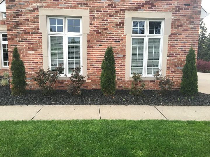 q which annual flowers make a colorful border, curb appeal, flowers, gardening, perennial, I will be planting the annuals in front of the double knock out roses and junipers