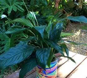 rainbow tin indoor plant pot activity, crafts, gardening